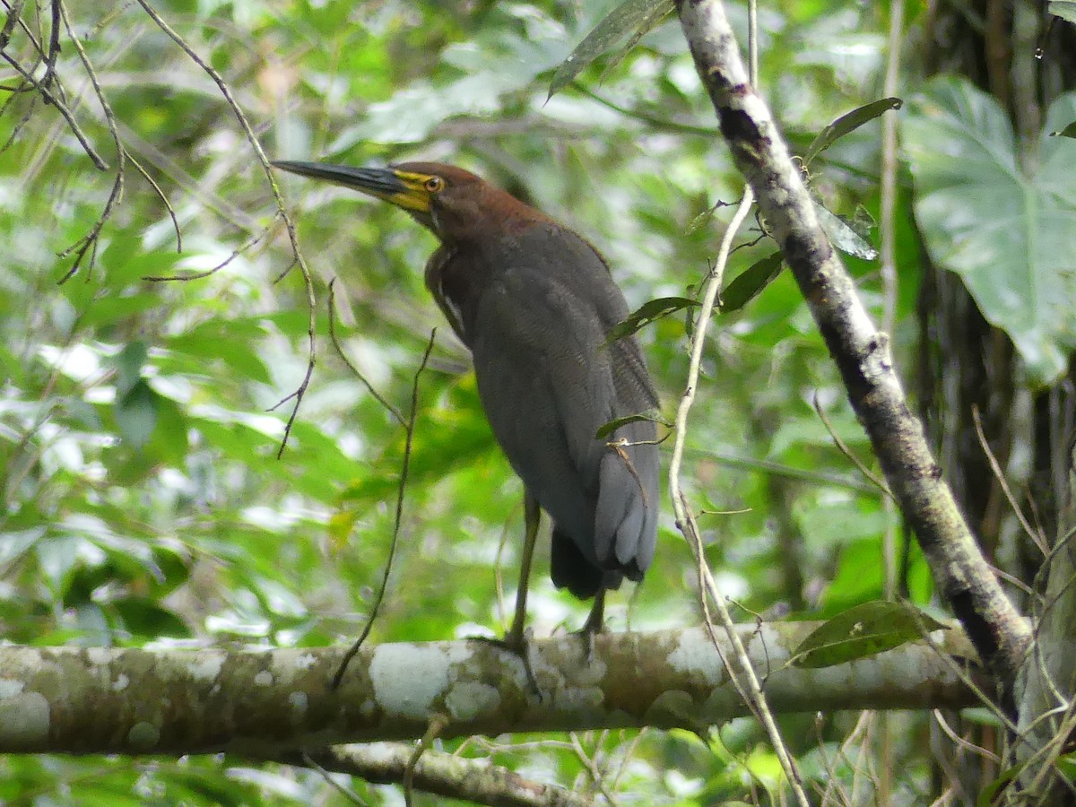 Rufescent Tiger-Heron - ML632049265