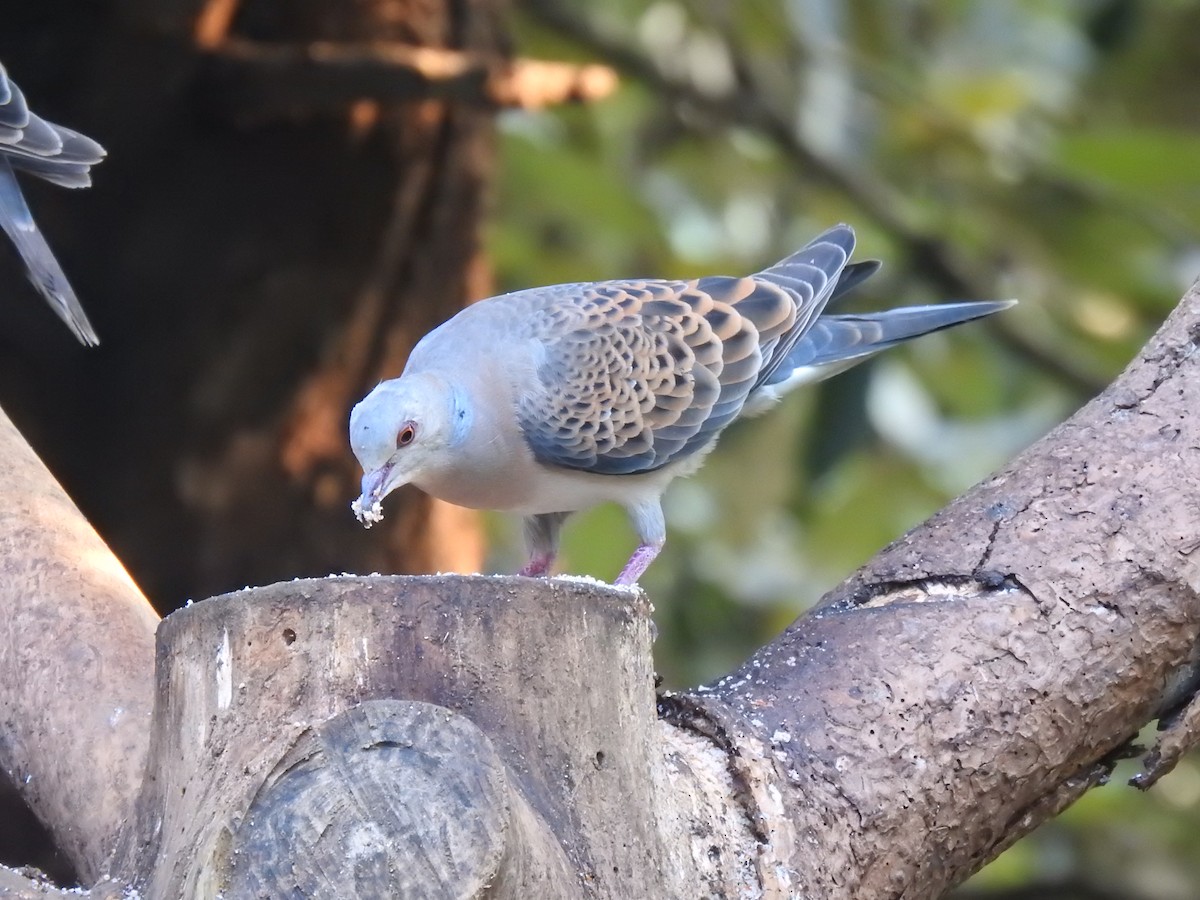 Oriental Turtle-Dove - ML632049276