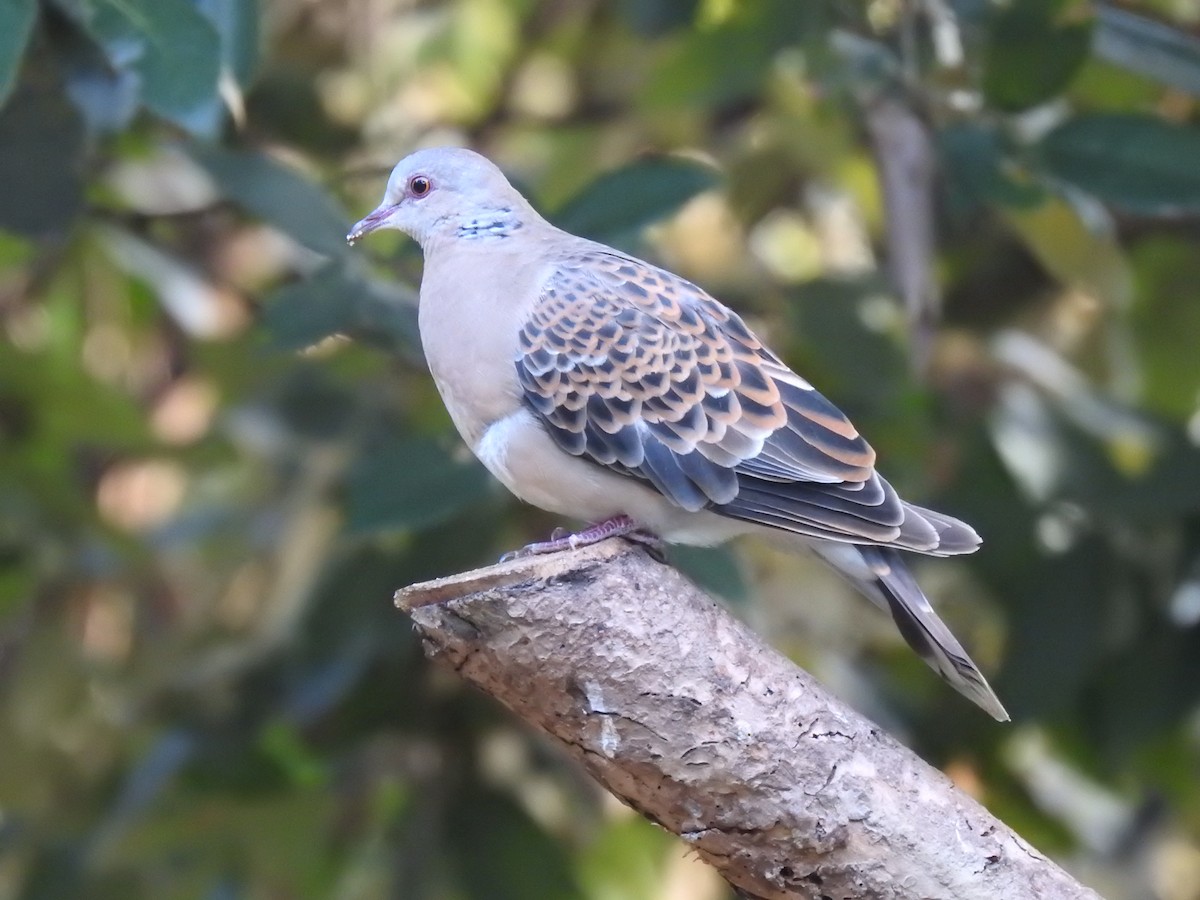 Oriental Turtle-Dove - ML632049277