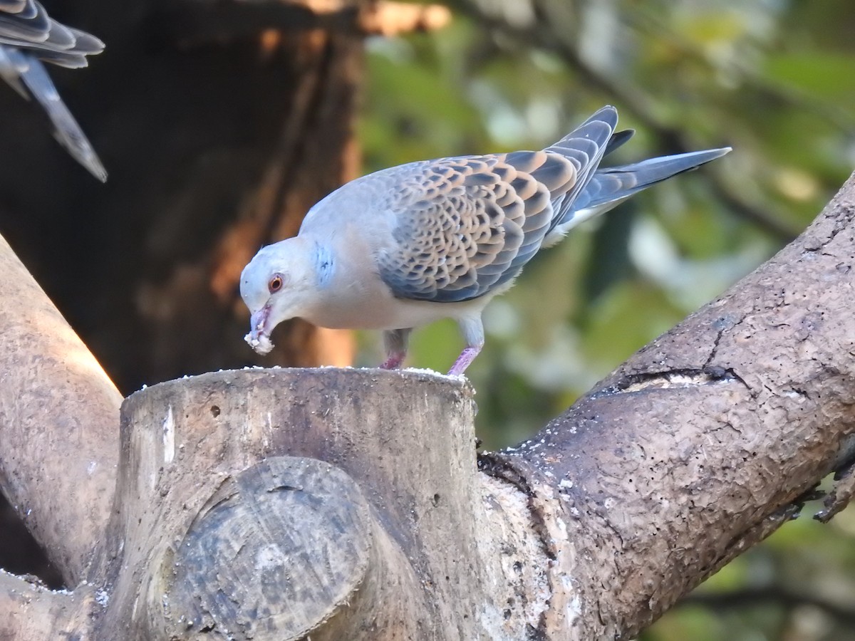 Oriental Turtle-Dove - ML632049278