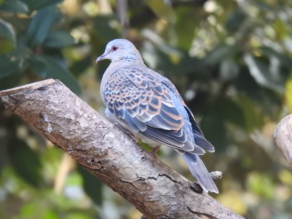 Oriental Turtle-Dove - ML632049279