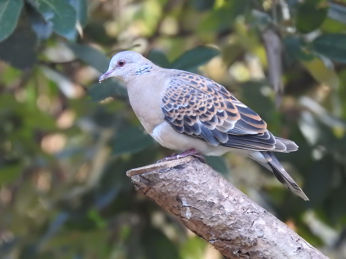 Oriental Turtle-Dove - ML632049280