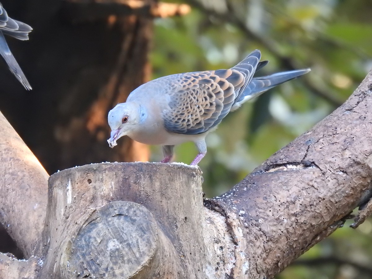 Oriental Turtle-Dove - ML632049281