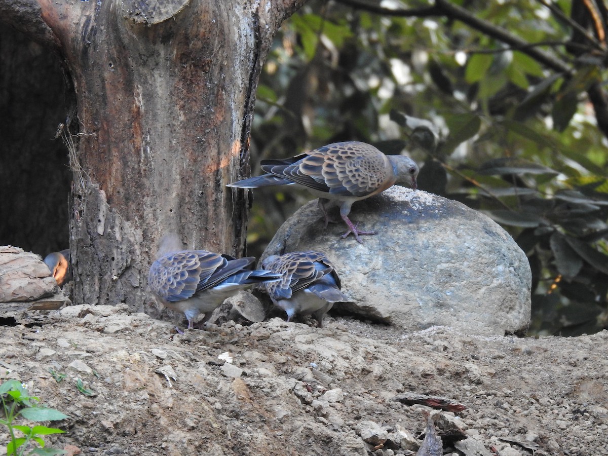 Oriental Turtle-Dove - ML632049282