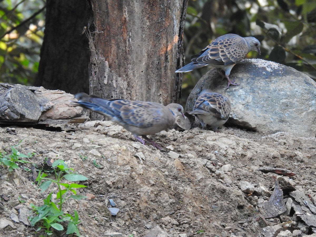 Oriental Turtle-Dove - ML632049283