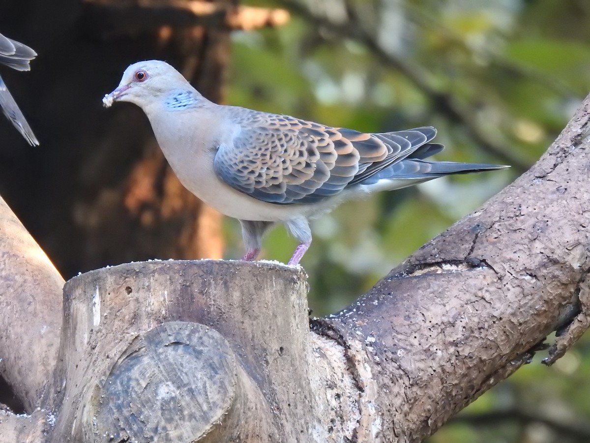 Oriental Turtle-Dove - ML632049284