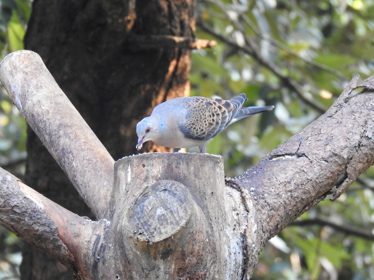 Oriental Turtle-Dove - ML632049330