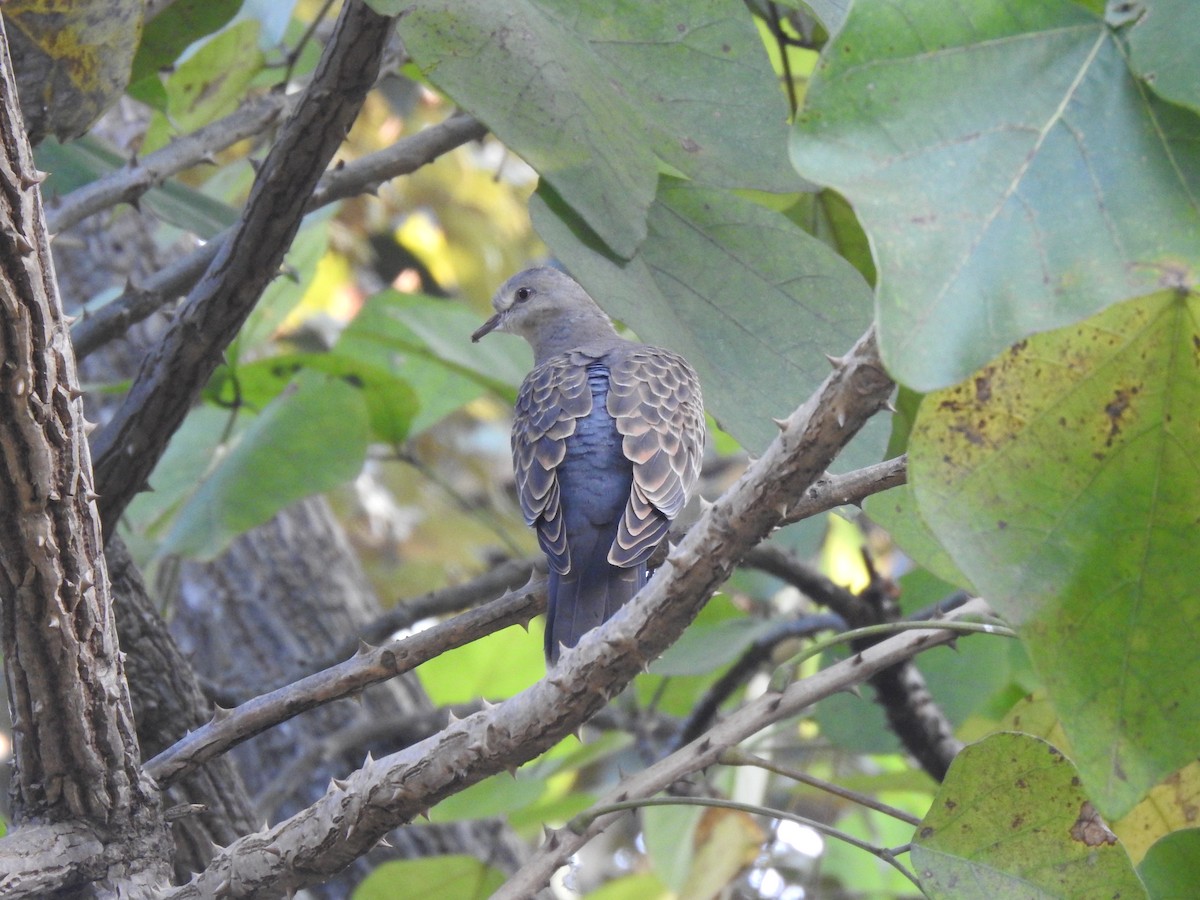 Oriental Turtle-Dove - ML632049331