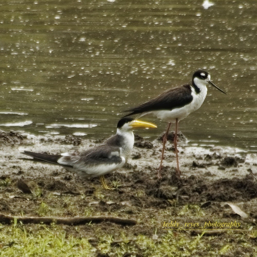 Black-necked Stilt (Black-necked) - ML632049348