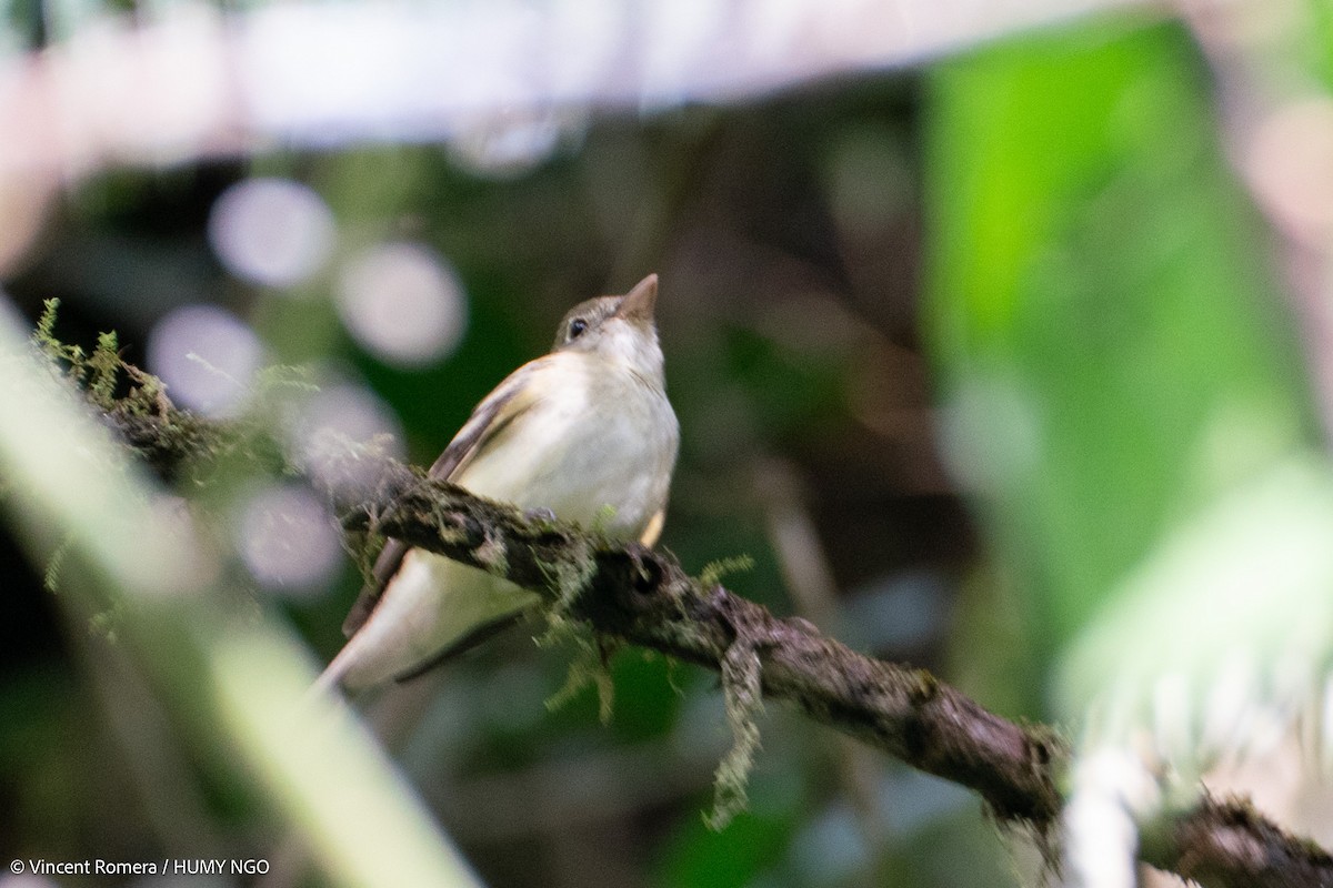 Acadian Flycatcher - ML632049440