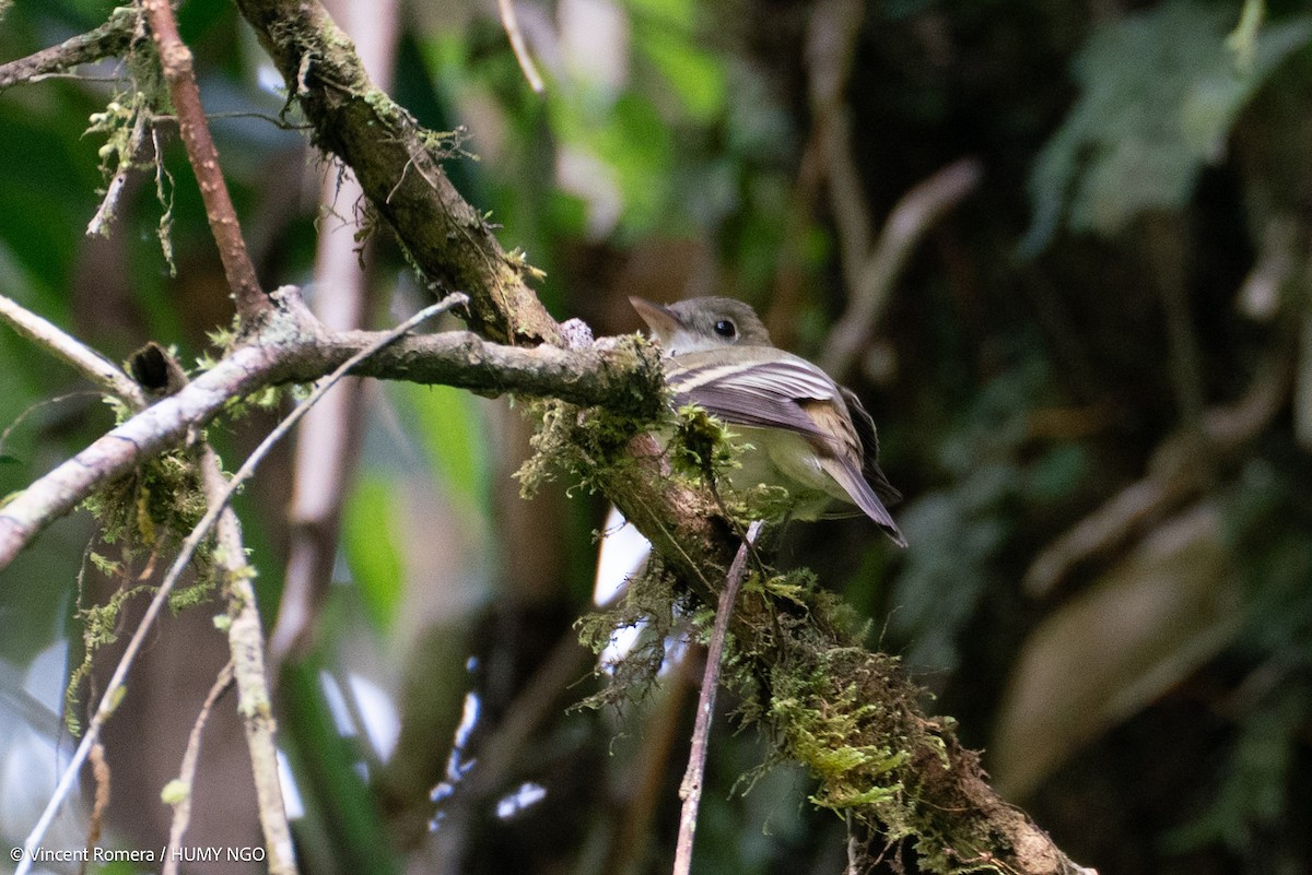 Acadian Flycatcher - ML632049442