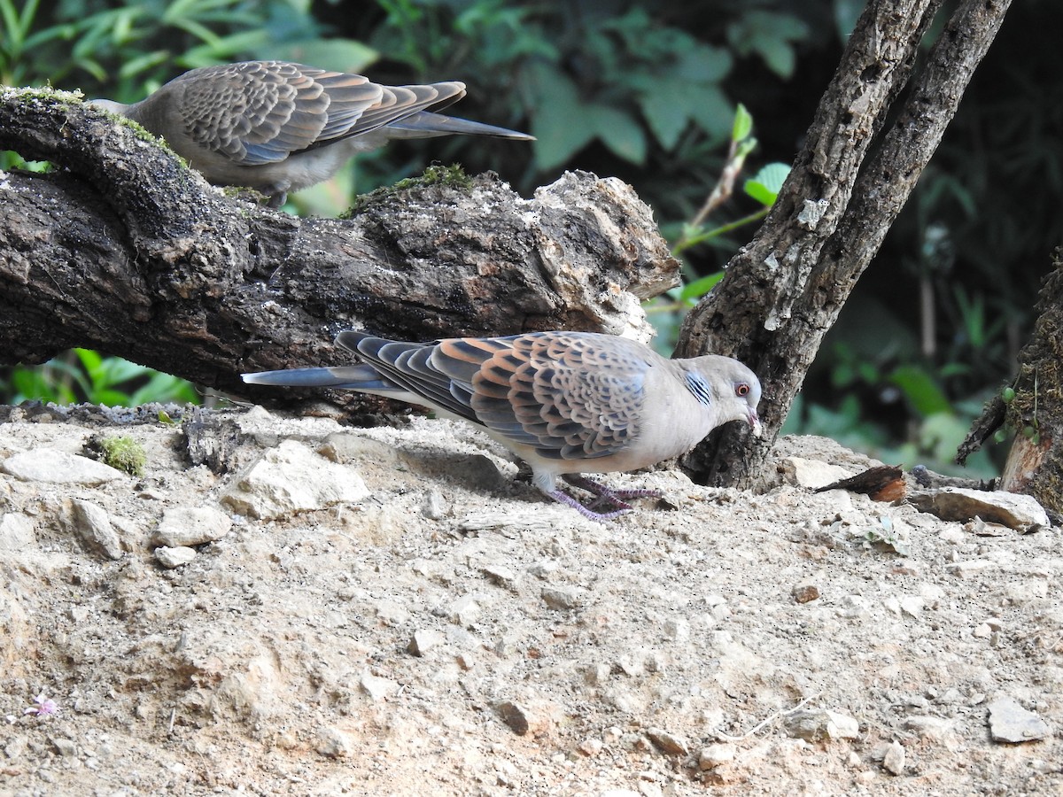 Oriental Turtle-Dove - ML632049500