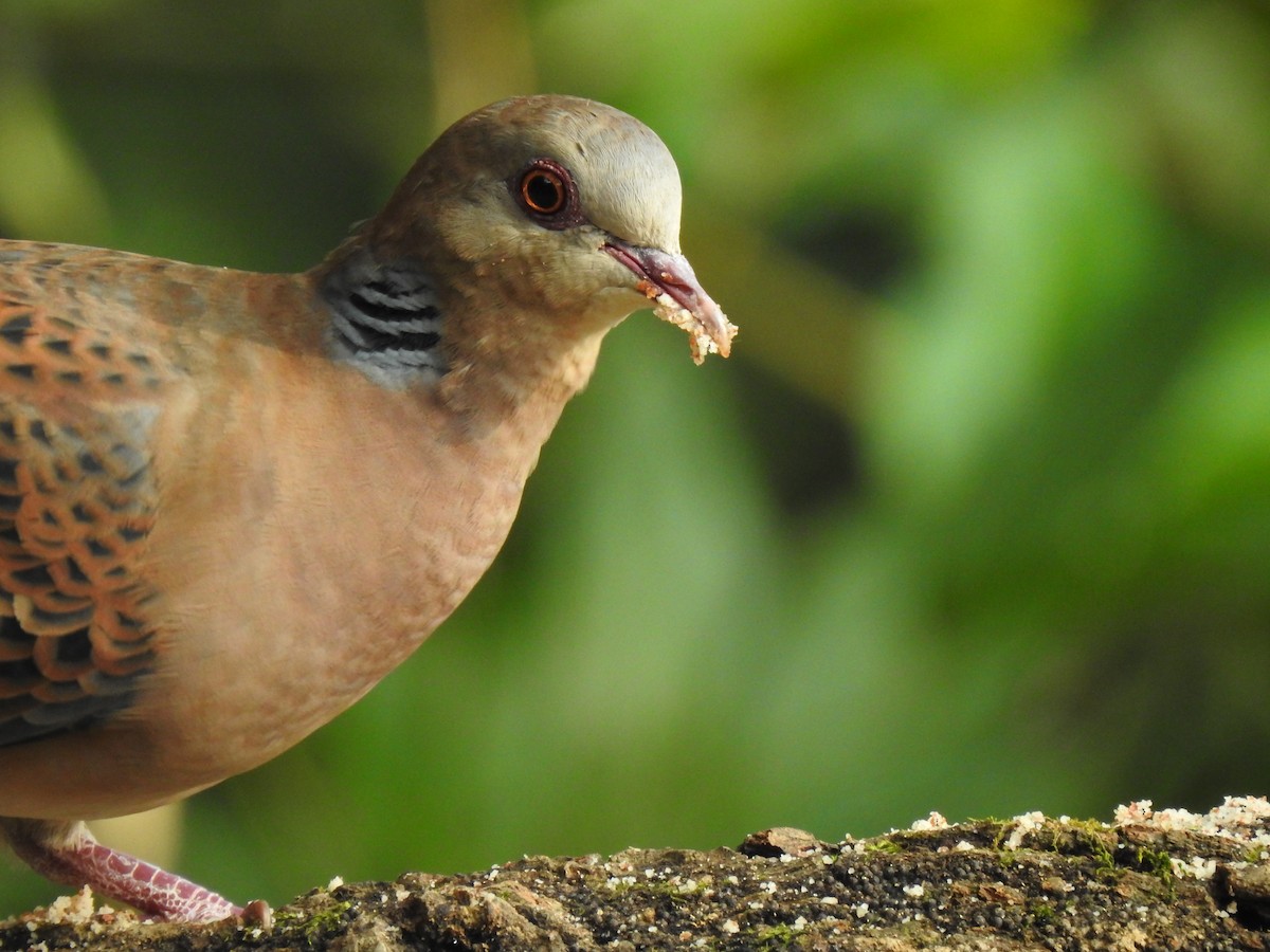 Oriental Turtle-Dove - ML632049504