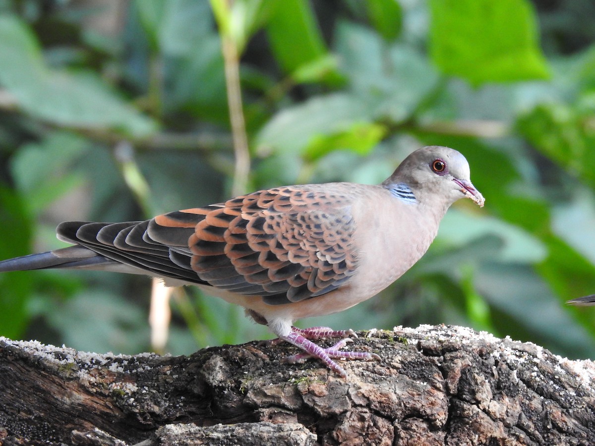 Oriental Turtle-Dove - ML632049505