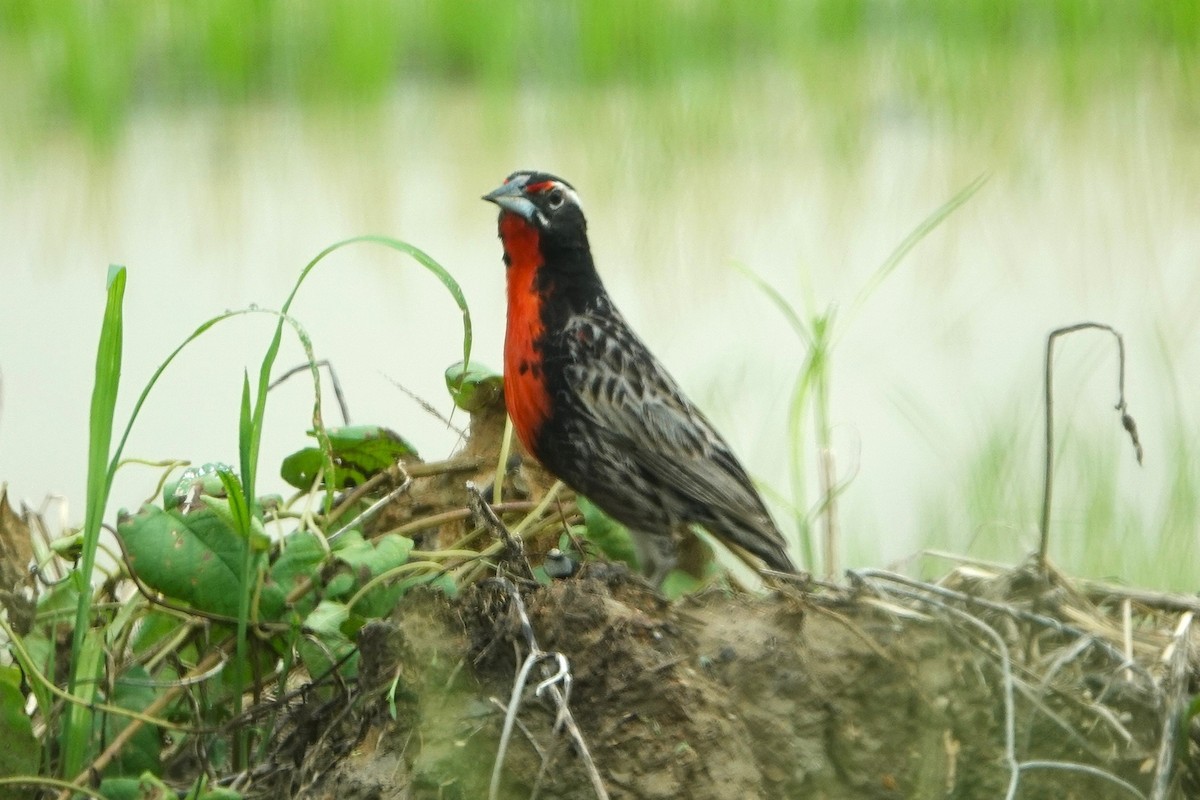 Peruvian Meadowlark - ML632049506