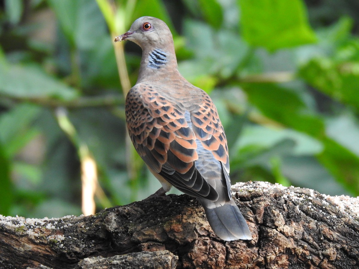 Oriental Turtle-Dove - ML632049508