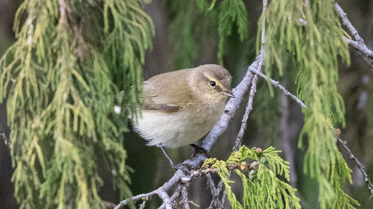 Common Chiffchaff - ML632049571