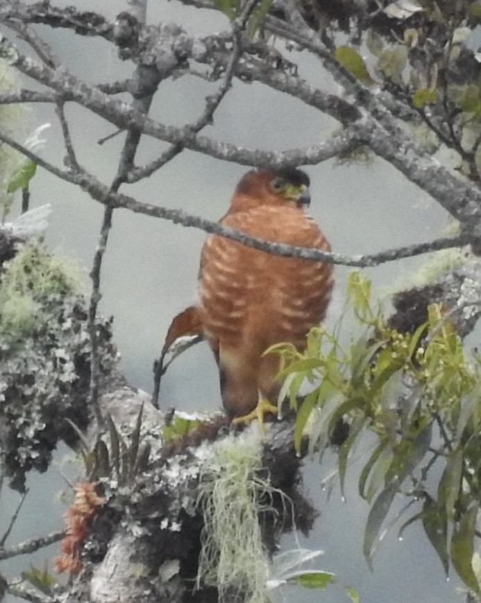 Semicollared Hawk - ML632049603