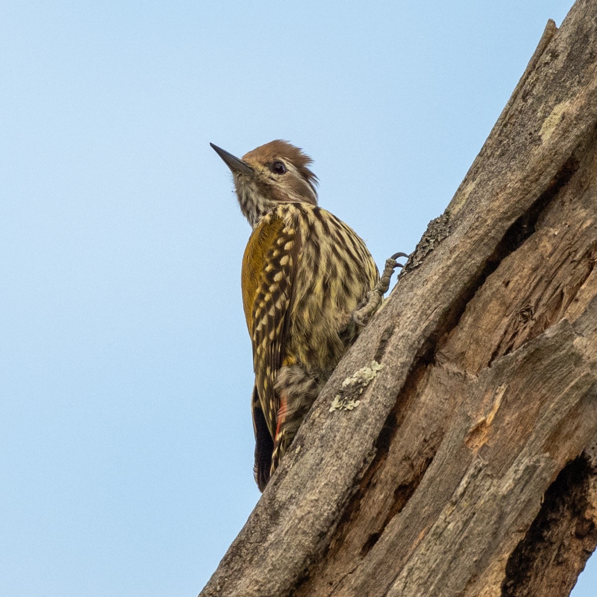 Abyssinian Woodpecker - ML632049627