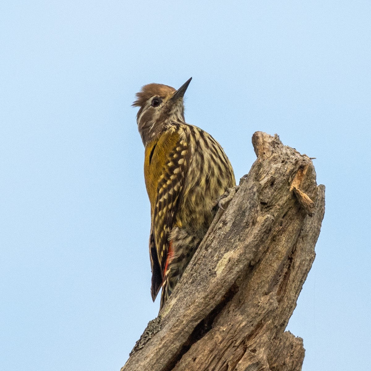 Abyssinian Woodpecker - ML632049628