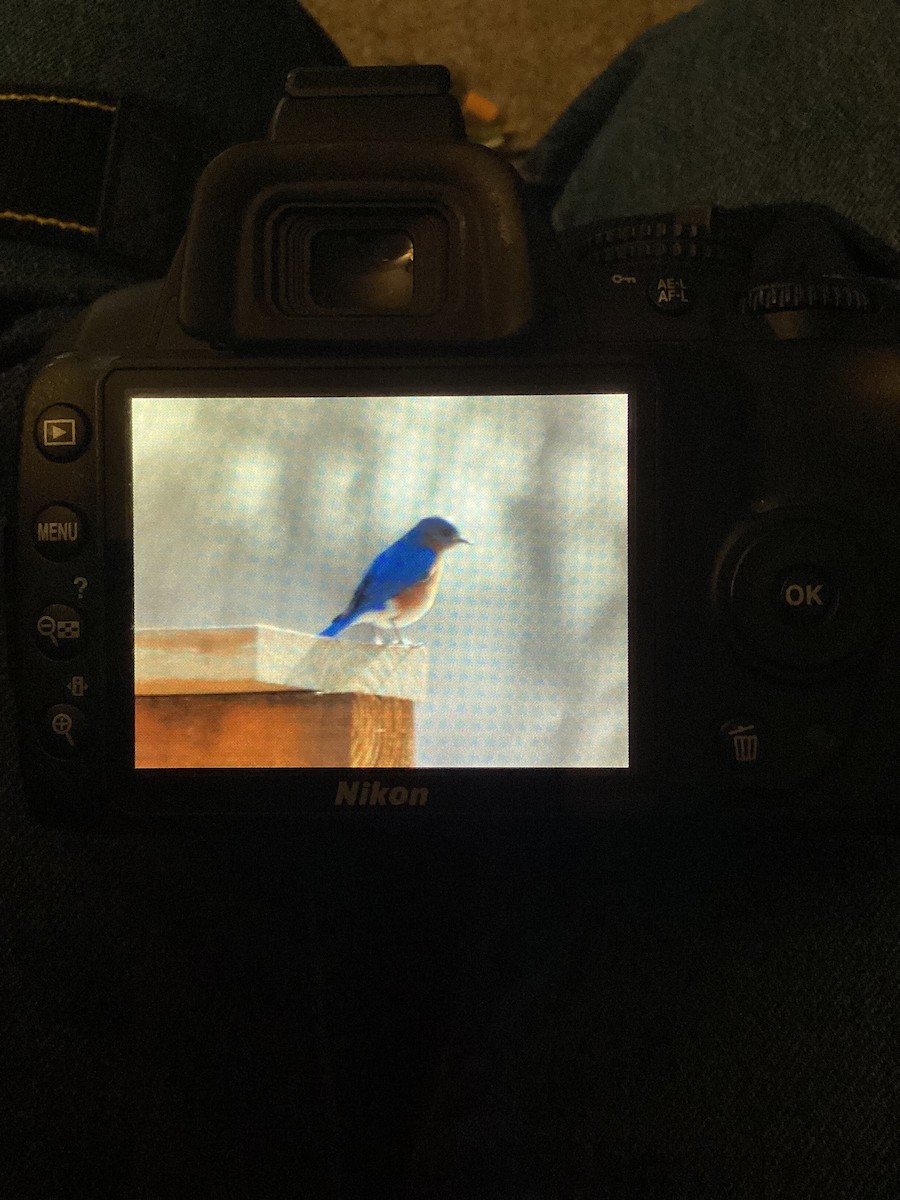 Eastern Bluebird - ML632049692