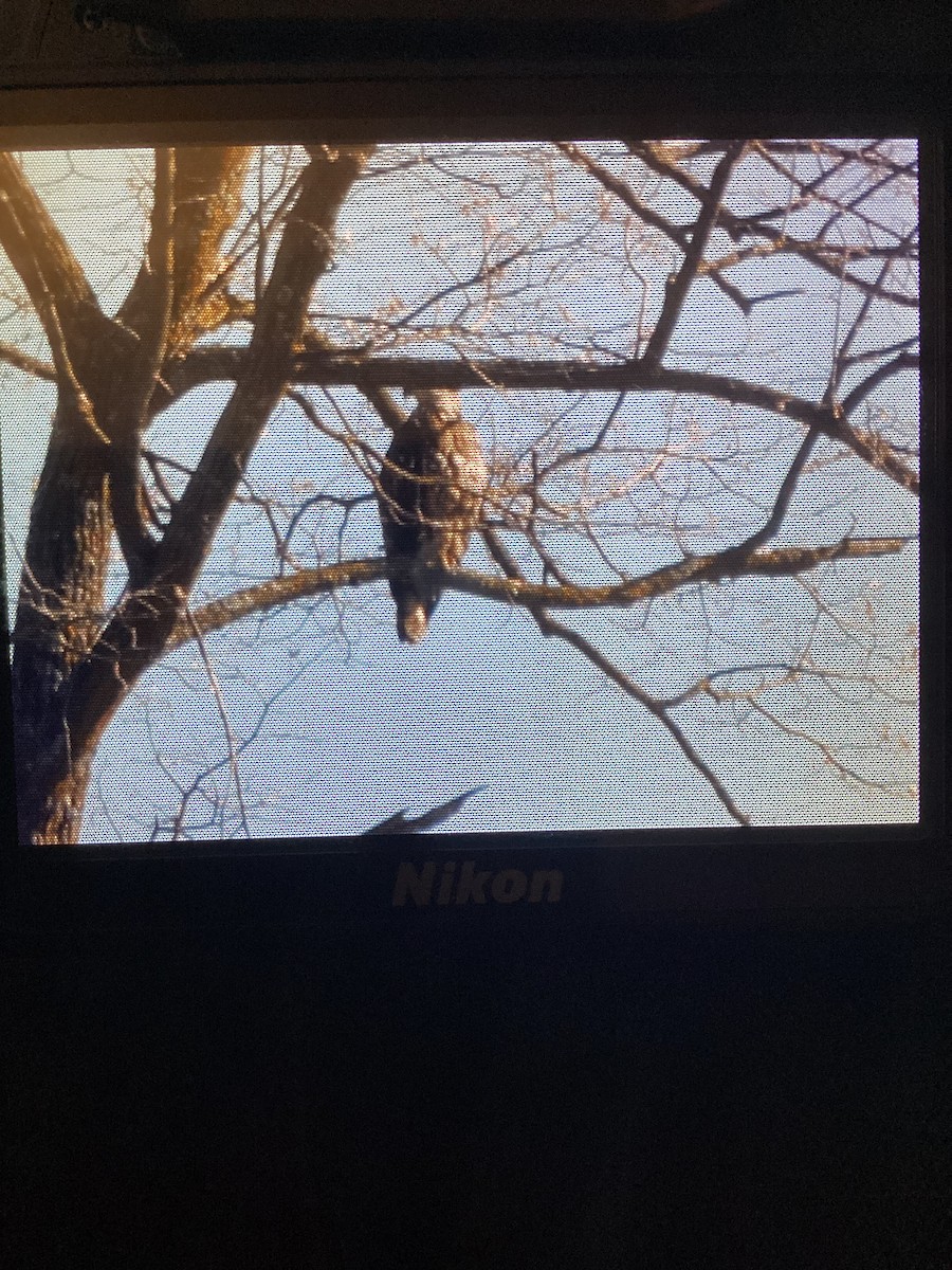 Bald Eagle - ML632049712