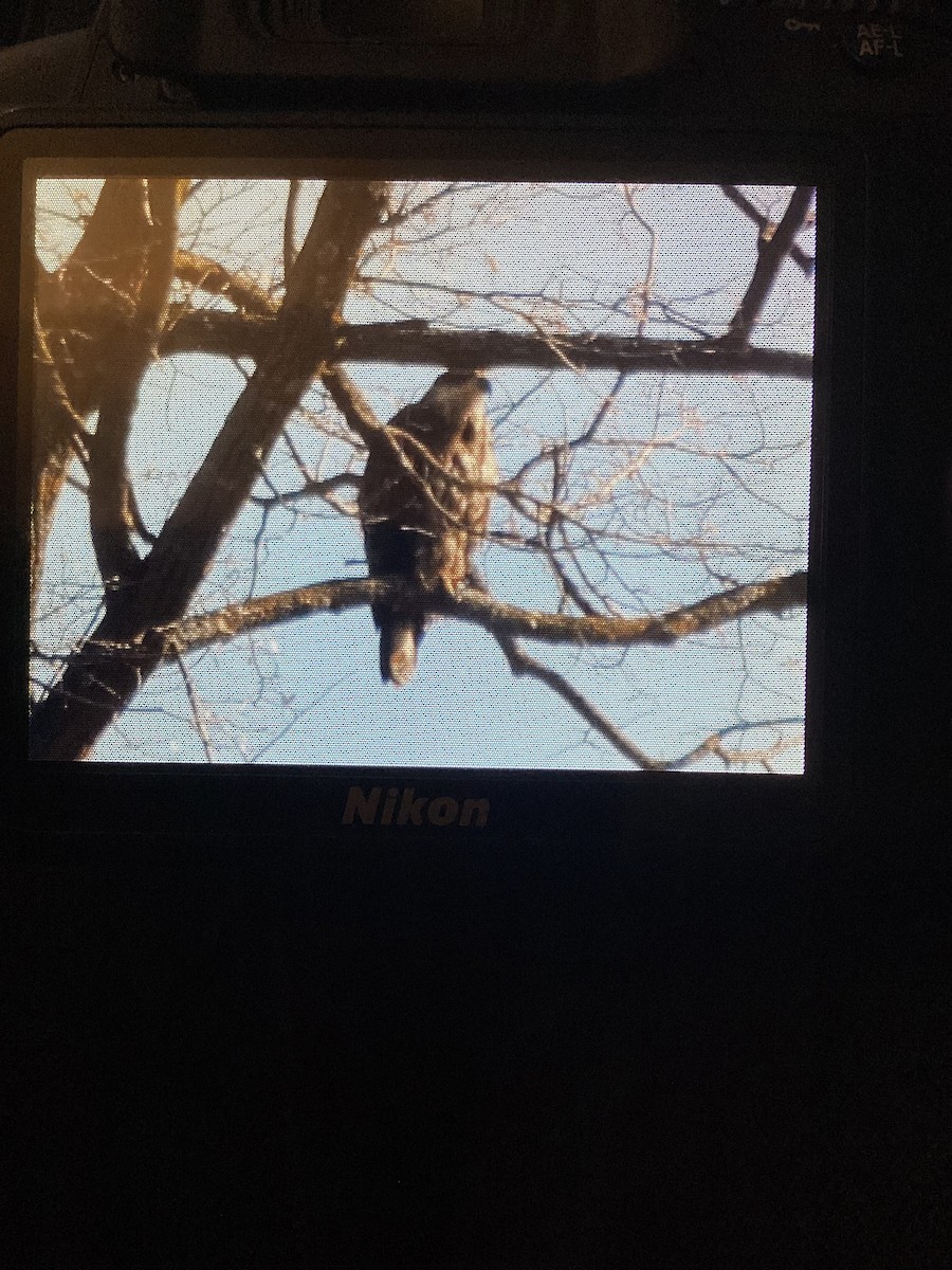 Bald Eagle - ML632049713