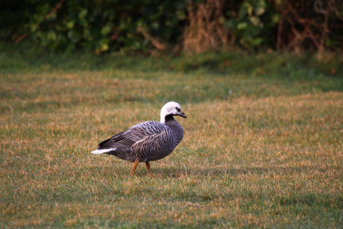 Emperor Goose - ML632049726
