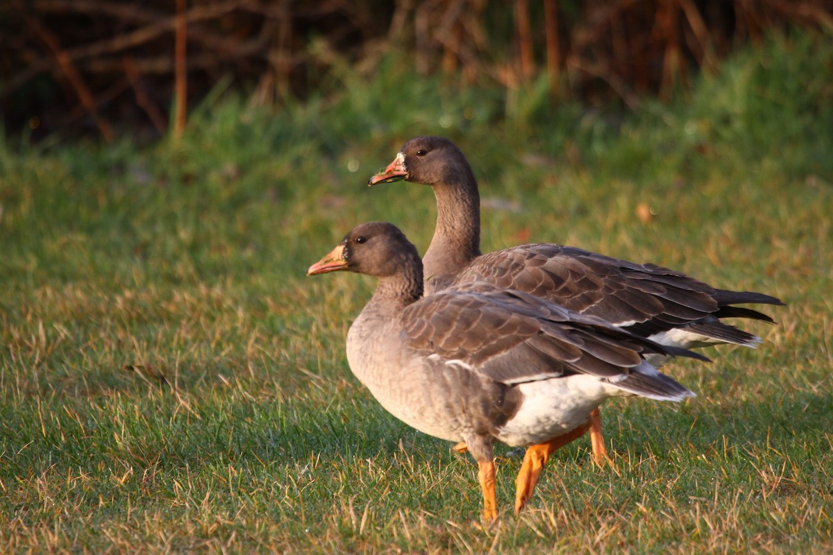 Greater White-fronted Goose - ML632049729