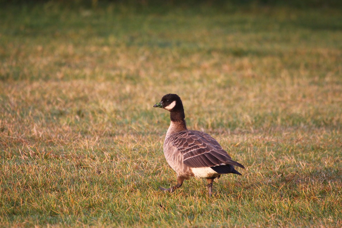 Cackling Goose - ML632049740