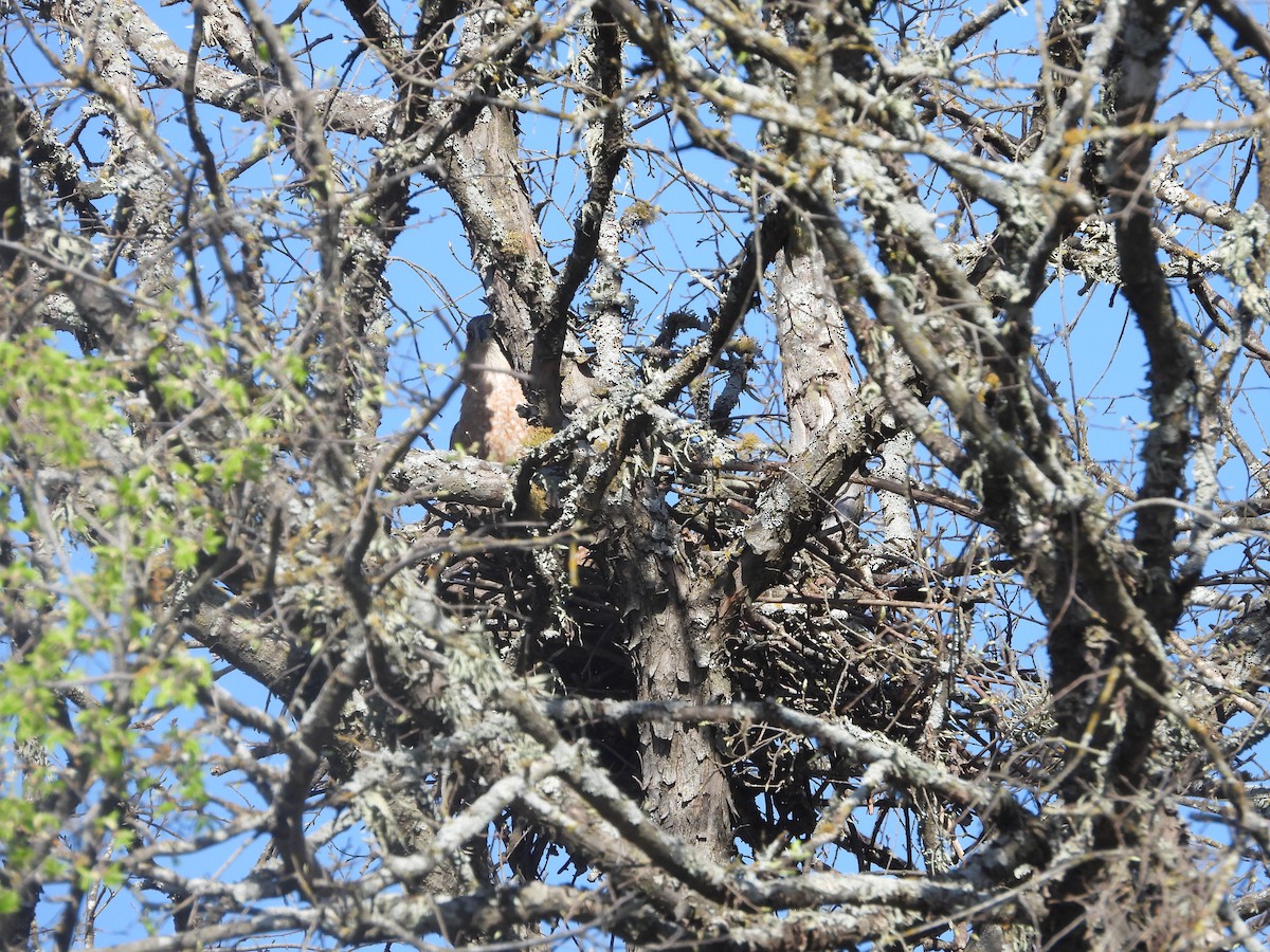 Cooper's Hawk - ML632049756