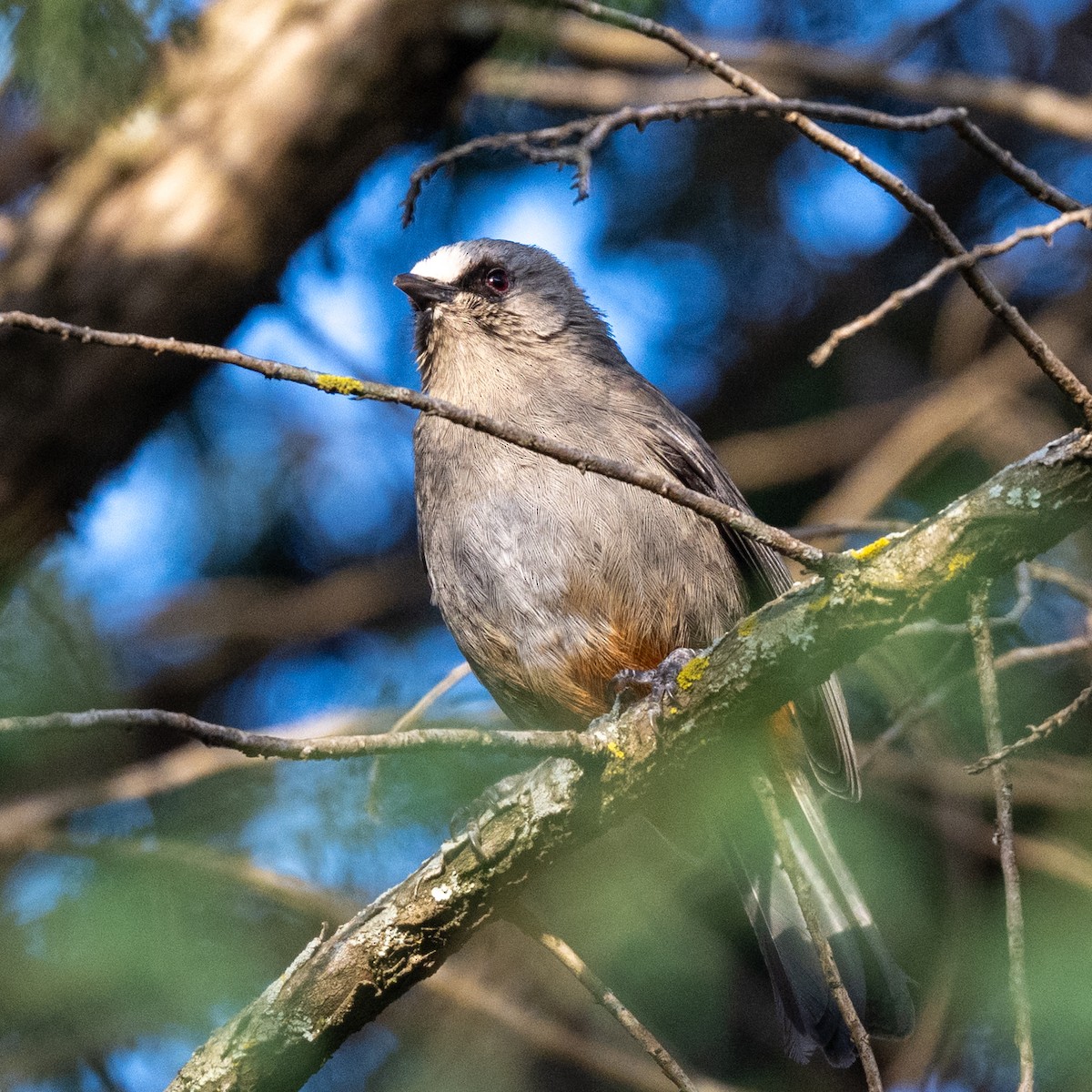 Abyssinian Catbird - ML632049784