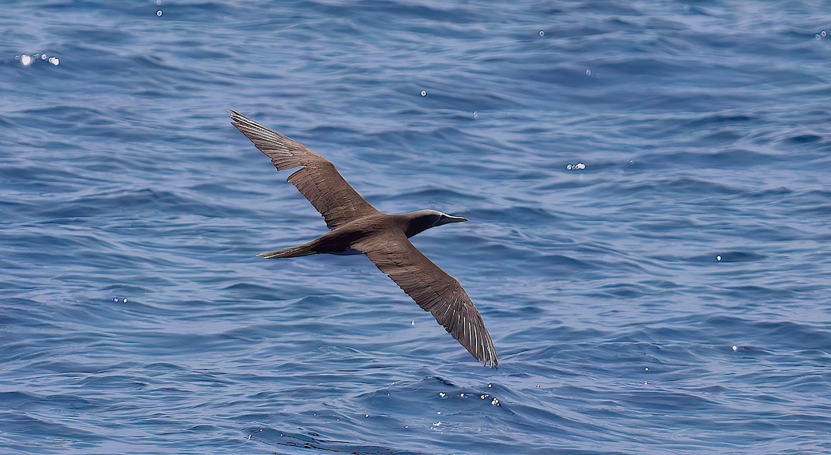 Cocos Booby (Colombian) - ML632049792