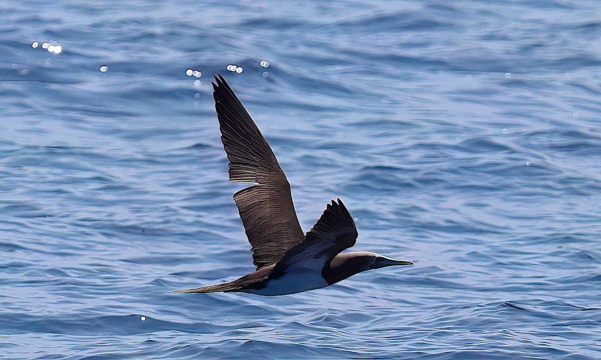 Cocos Booby (Colombian) - ML632049822