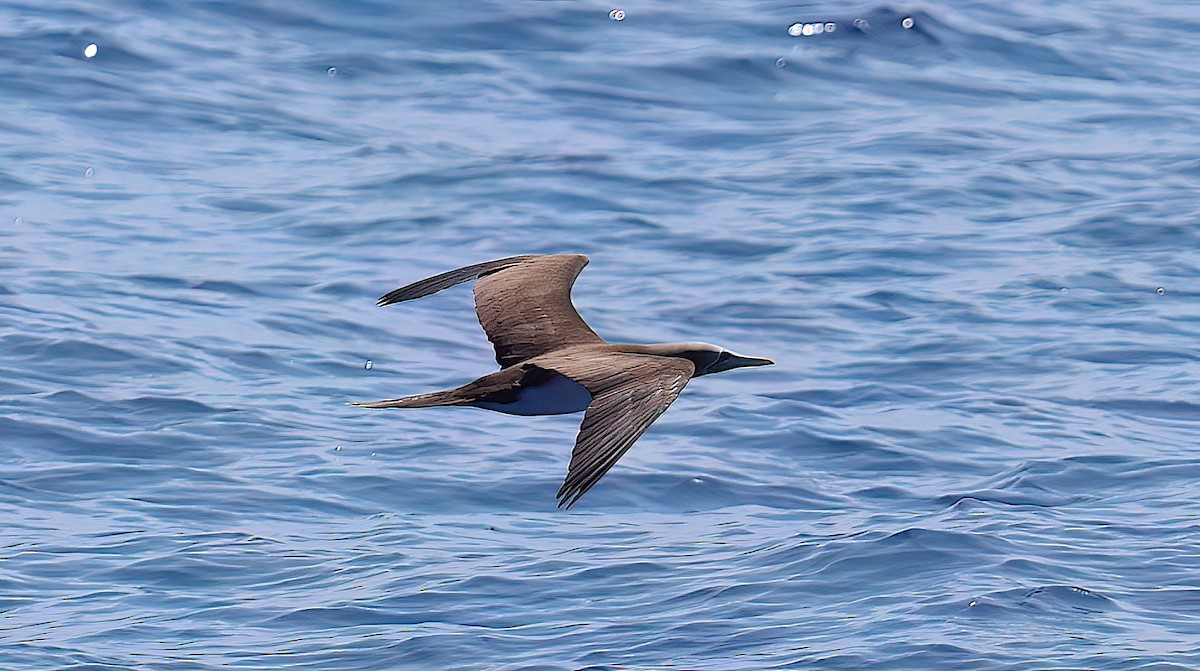 Cocos Booby (Colombian) - ML632049830
