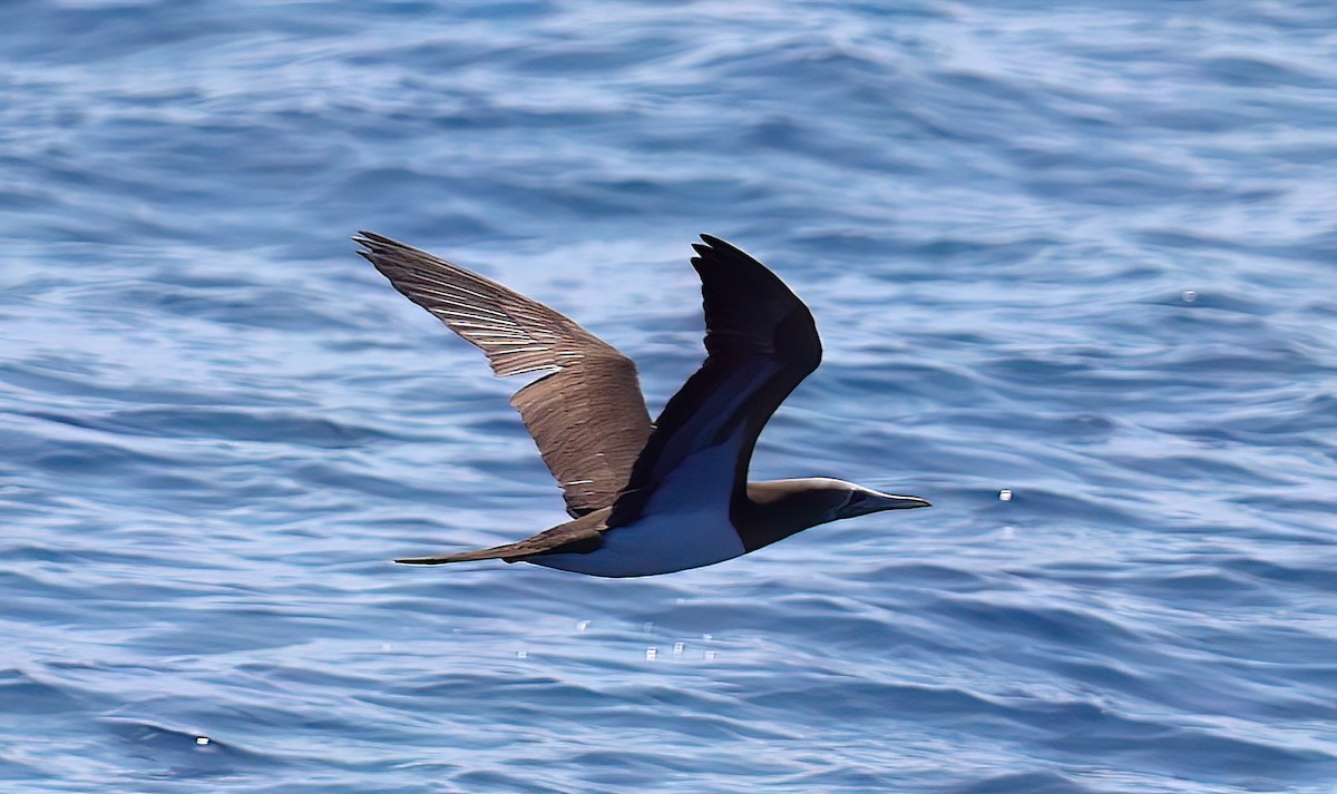 Cocos Booby (Colombian) - ML632049870
