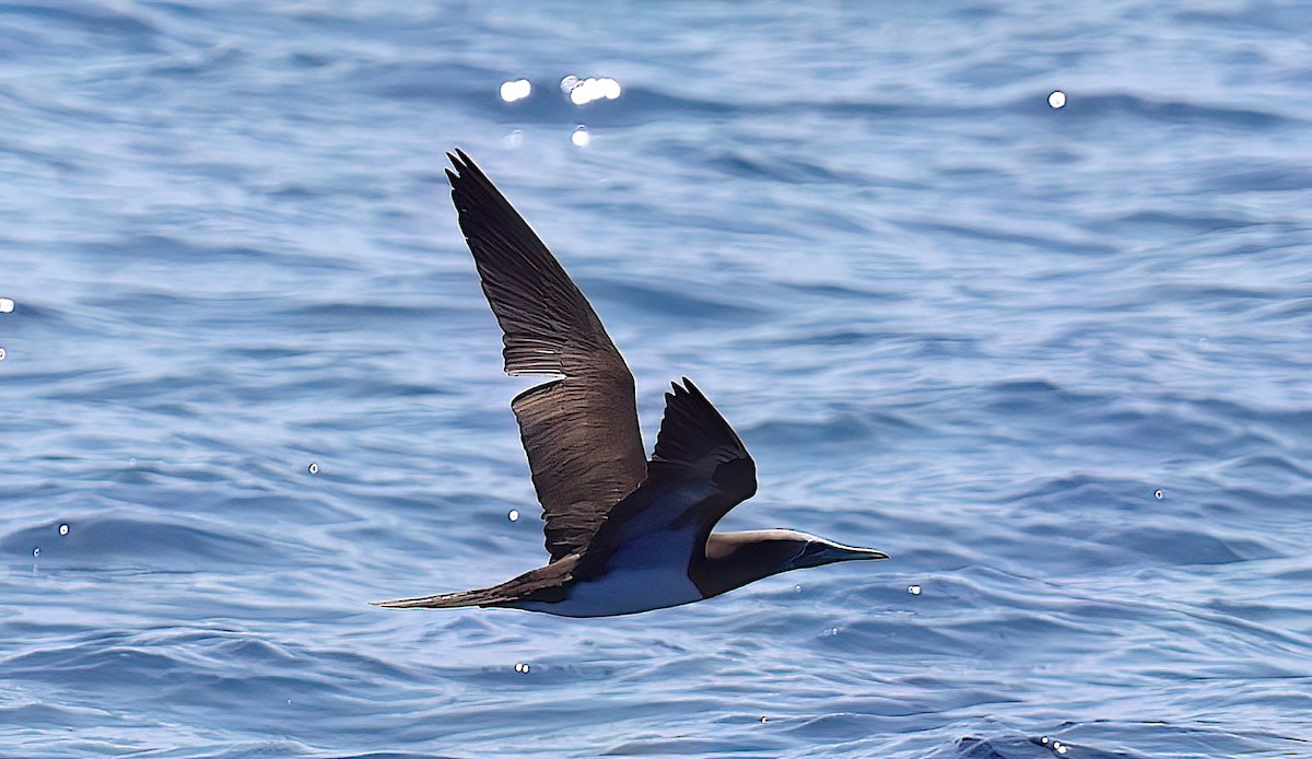 Cocos Booby (Colombian) - ML632049871