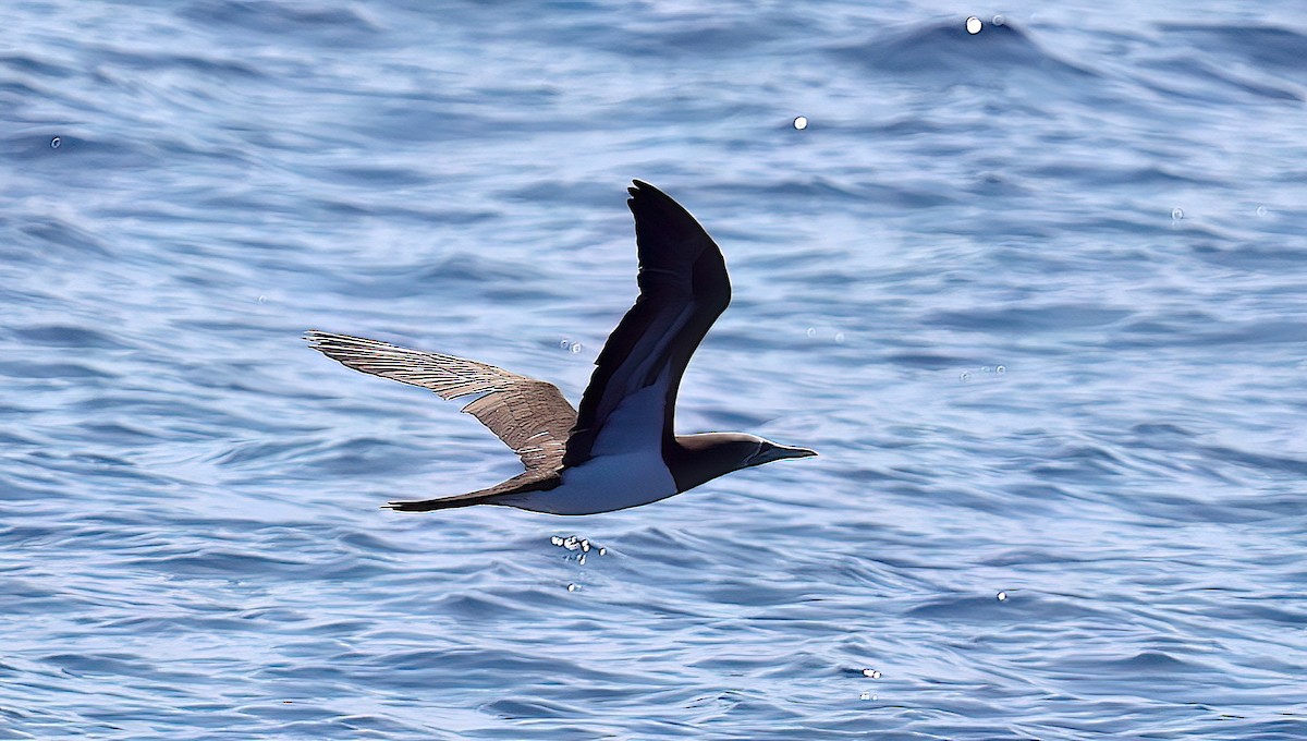 Cocos Booby (Colombian) - ML632049872