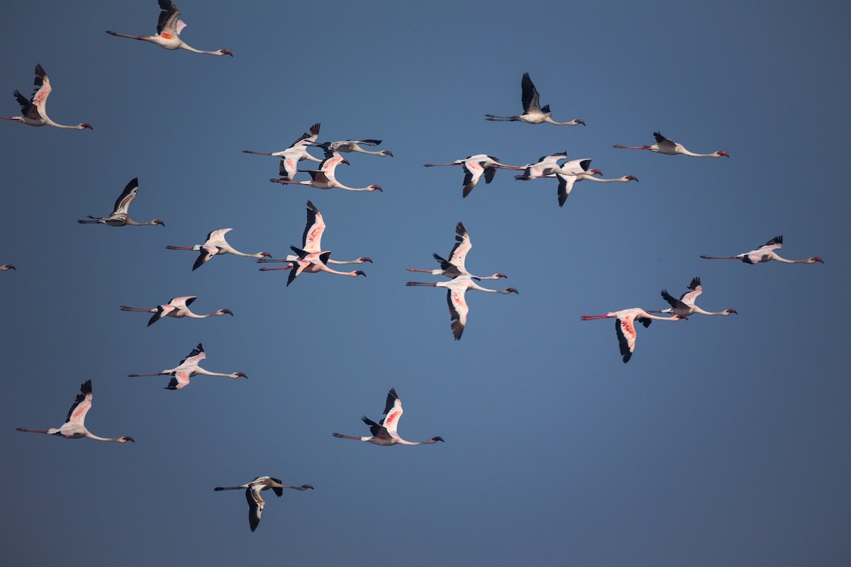 コフラミンゴ - ML632049882