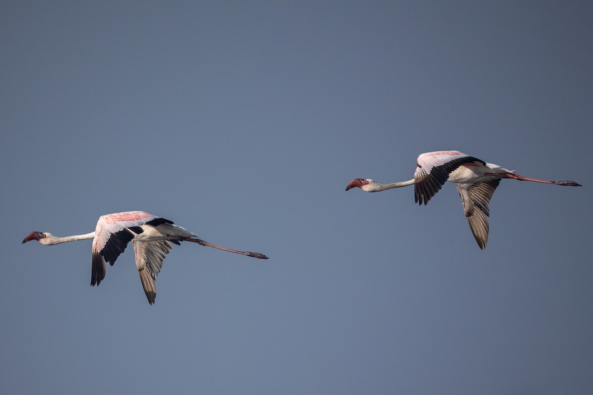 コフラミンゴ - ML632049885