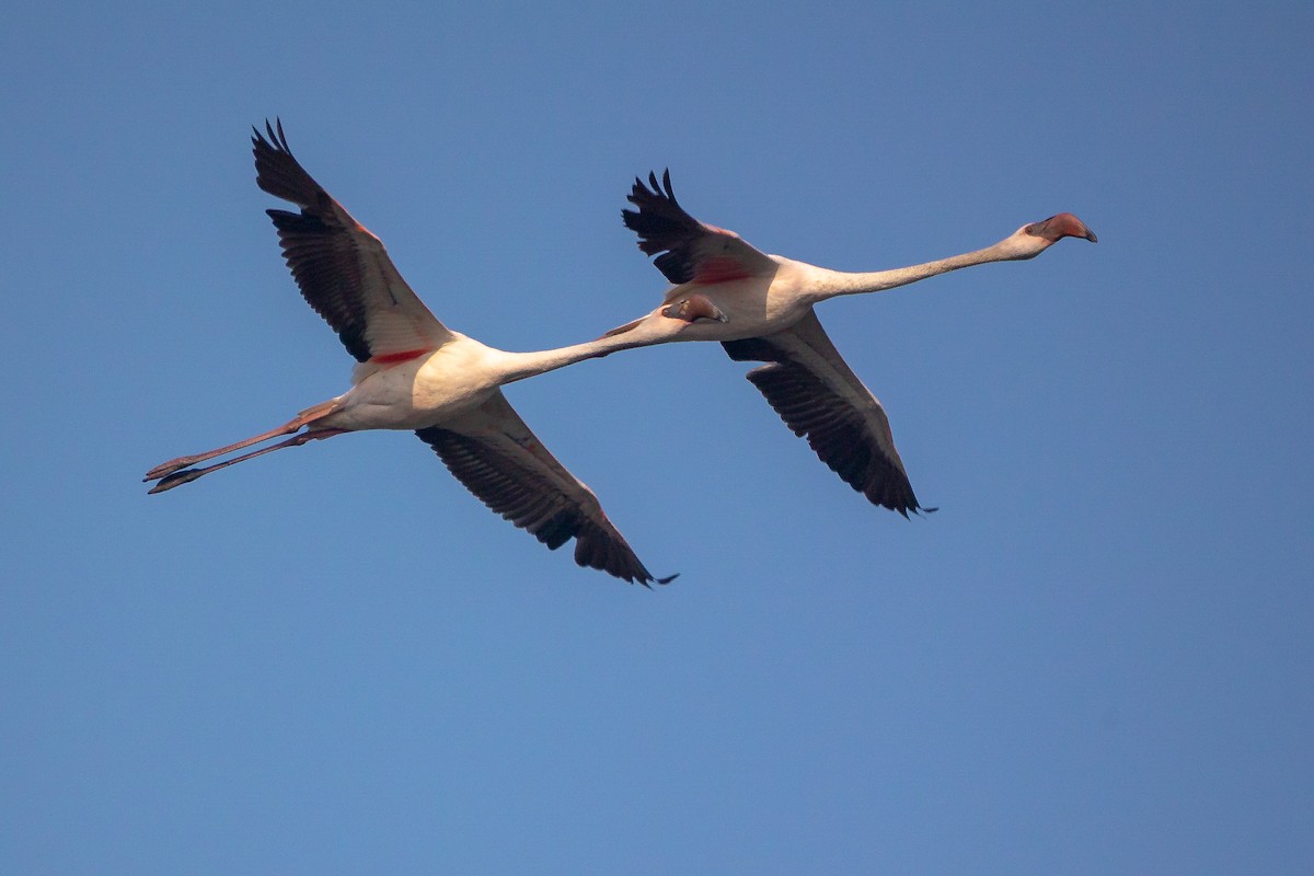 コフラミンゴ - ML632049886