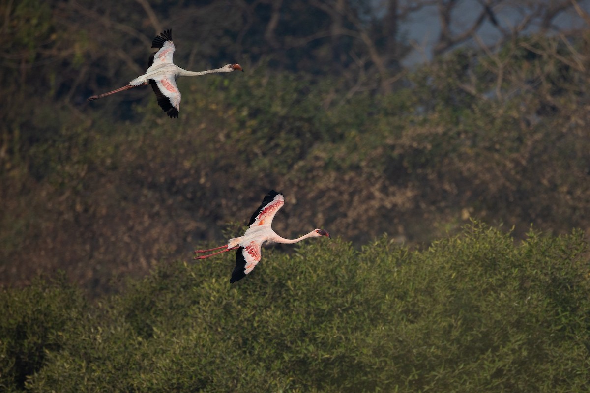 コフラミンゴ - ML632049891