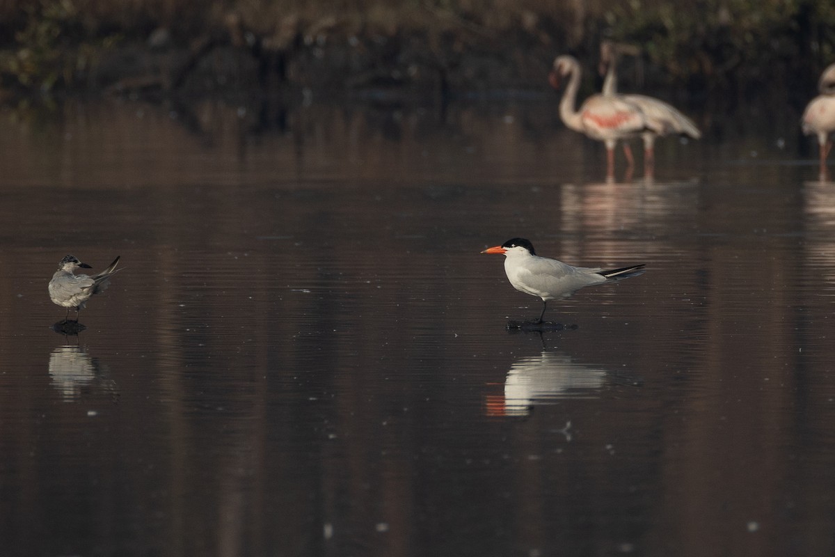 オニアジサシ - ML632049924