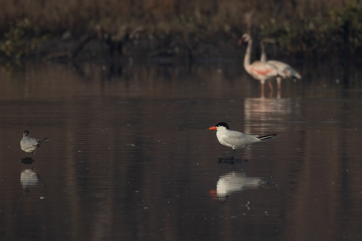 オニアジサシ - ML632049925