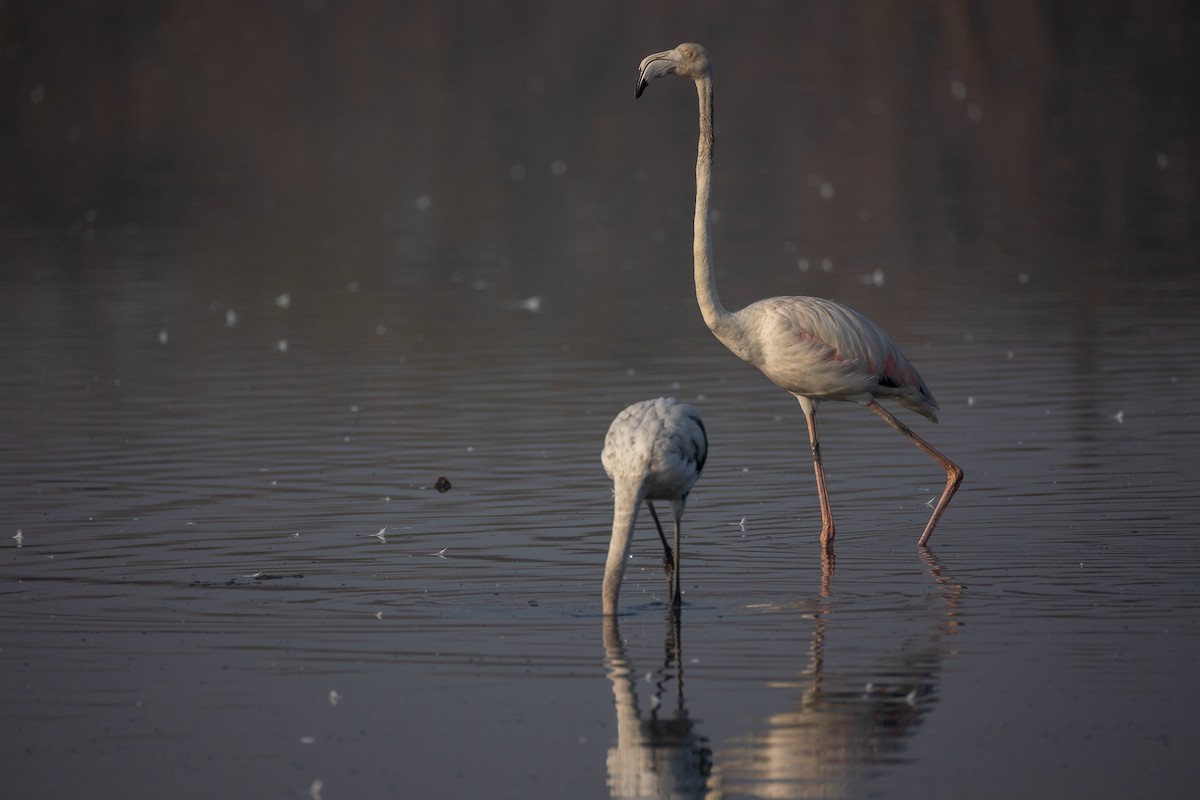 ヨーロッパフラミンゴ - ML632049939