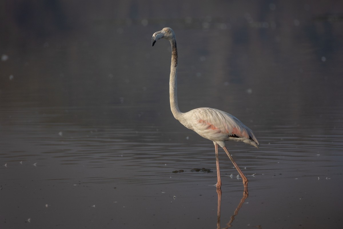 ヨーロッパフラミンゴ - ML632049940