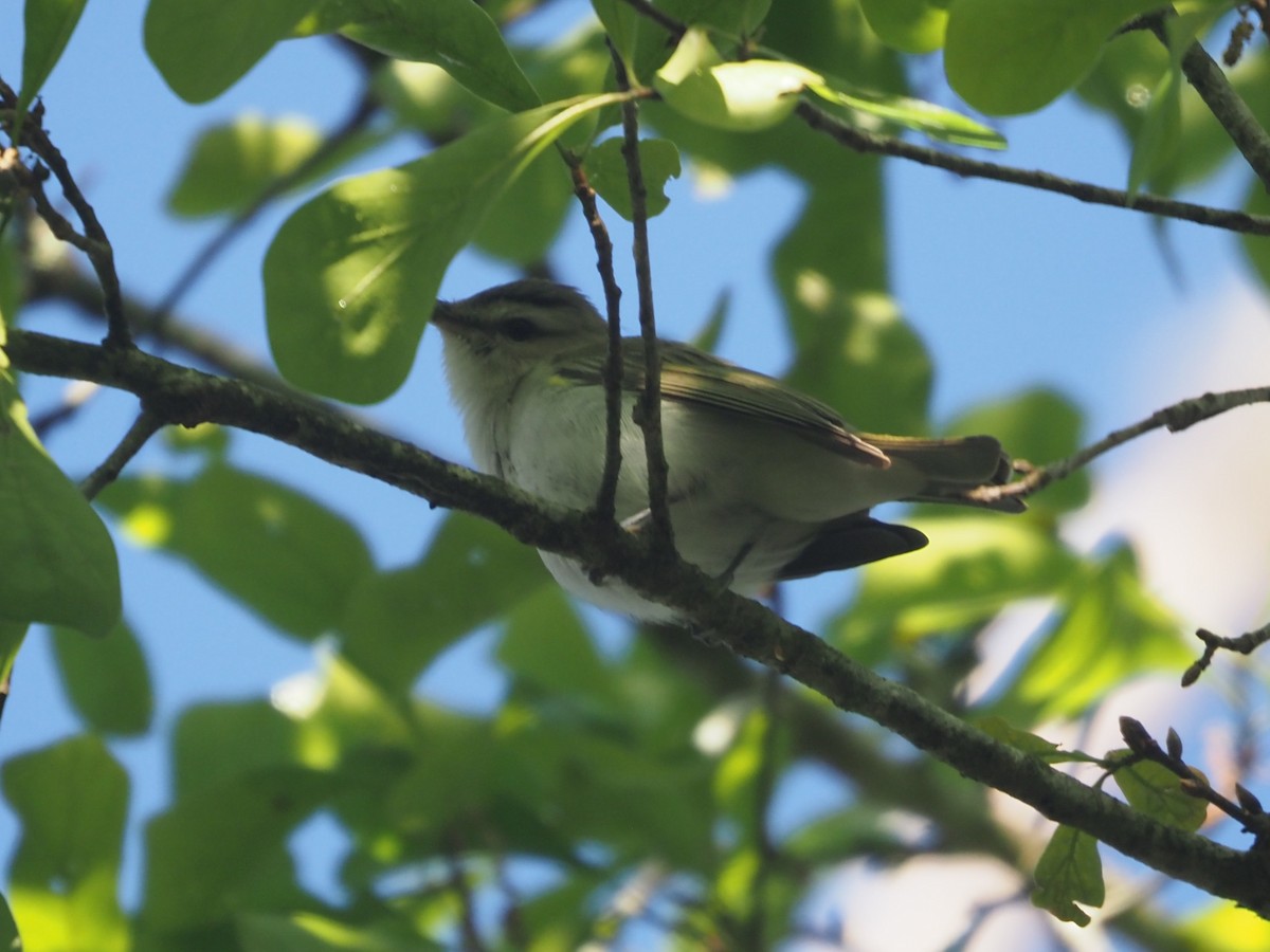Red-eyed Vireo - ML632049987
