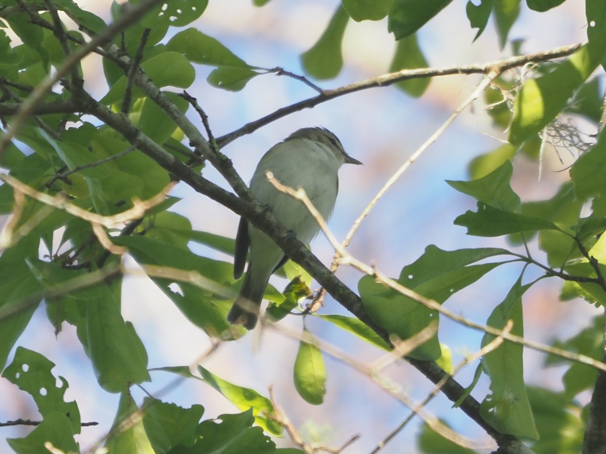 Red-eyed Vireo - ML632049988