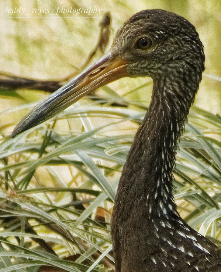 Limpkin - ML632050128