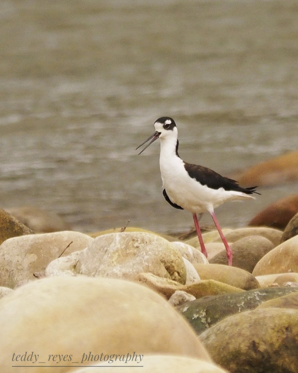 Black-necked Stilt (Black-necked) - ML632050140